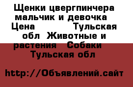 Щенки цвергпинчера мальчик и девочка › Цена ­ 8 000 - Тульская обл. Животные и растения » Собаки   . Тульская обл.